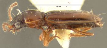 Media type: image;   Entomology 30328 Aspect: habitus lateral view